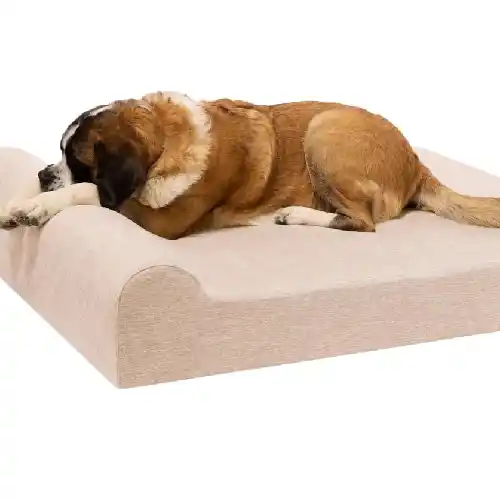 A large brown and white dog lies comfortably on a thick beige orthopedic dog bed with a raised pillow edge, supporting its head and body for joint relief and relaxed sleep.